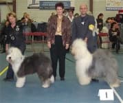 Sample 1 – Old english sheepdog