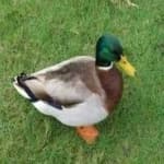 Sample 6 – Mallard duck