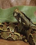 Sample 3 – Hognose snake