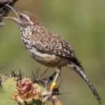 Sample 5 – Cactus wren