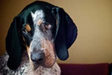 Sample 5 – Bluetick