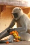 Sample 1 – Langur