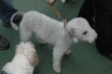 Sample 1 – Bedlington terrier