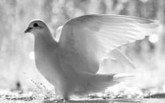 Sample of Dove