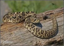 Sample 2 – Diamondback