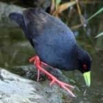 Sample 6 – Black tail crake