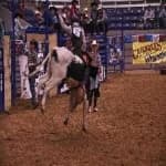 Sample 3 – Bull riding