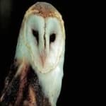 Sample 2 – Barn owl