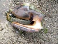 Sample 4 – Conch