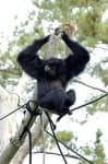 Sample 2 – Siamang