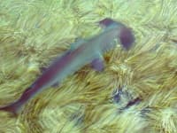 Sample 5 – Hammerhead
