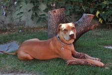 Sample 3 – American pit bull terrier