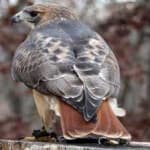 Sample 4 – Red tailed hawk