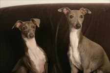 Sample 5 – Italian greyhound
