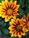 Sample 3 – Gazania