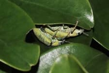 Sample 2 – Weevil