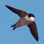 Sample 4 – Common house martin