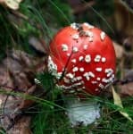 Sample 5 – Agaric