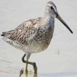 Sample 1 – Short billed dowitcher