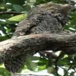 Sample 2 – Great potoo