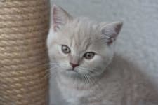 Sample 1 – British shorthair