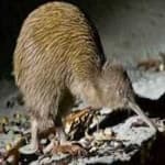 Sample 21 – Bird kiwi