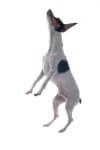 Sample 6 – Toy terrier