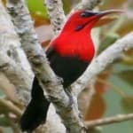 Sample 3 – Crimson sunbird