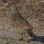 Sample 2 – Black francolin