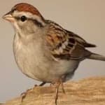 Sample 5 – Chipping sparrow