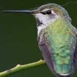 Sample 1 – Annas hummingbird