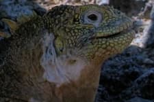 Sample 4 – Common iguana