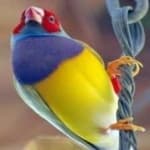 Sample 2 – Gouldian finch