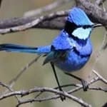 Sample 3 – Splendid wren