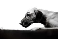 Sample 2 – Great dane