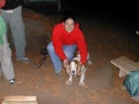 Sample 6 – Welsh springer spaniel