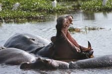 Sample 6 – Hippopotamus