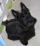 Sample 4 – Scottish terrier
