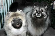 Sample 4 – Keeshond