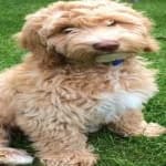 Sample 5 – Cockapoo