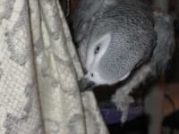Sample 5 – African grey