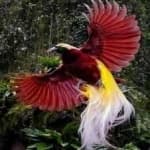 Sample 5 – Bird of paradise bird