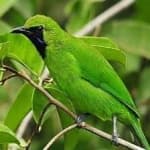 Sample 2 – Bornean leafbird