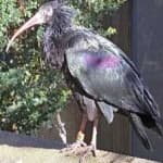 Sample 2 – Bald ibis