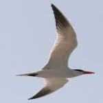 Sample 5 – Caspian tern