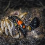 Sample 5 – Beetle