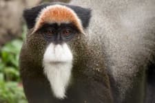 Sample 1 – Guenon