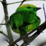Sample 1 – Golden chlorophonia