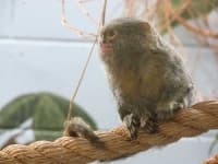 Sample 6 – Marmoset
