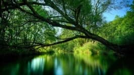 Sample 1 – Rainforest